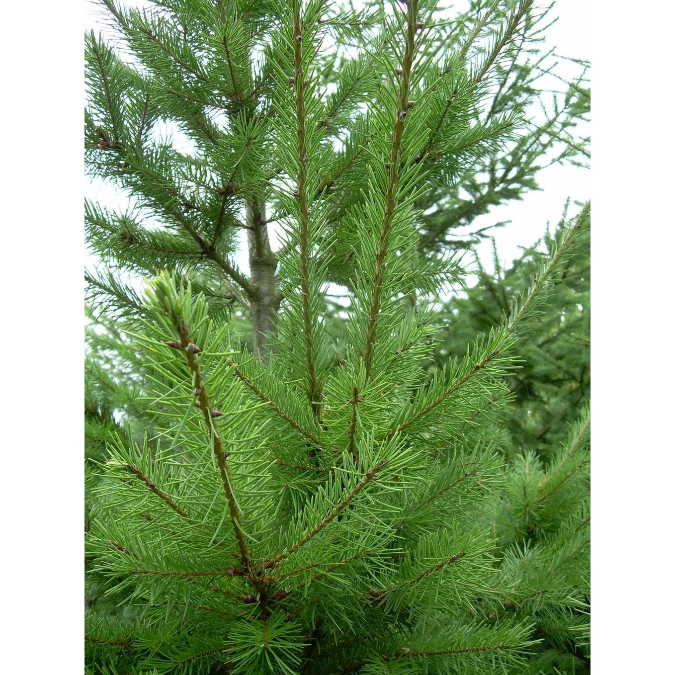 Douglasgran – Pseudotsuga menziesii - 50-80 CM bare root 2/1